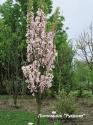 Вишня мелкопильчатая "Аманогава" (Prunus serrulata Amanogawa)